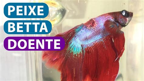 peixe betta gordo,peixe de betta doente